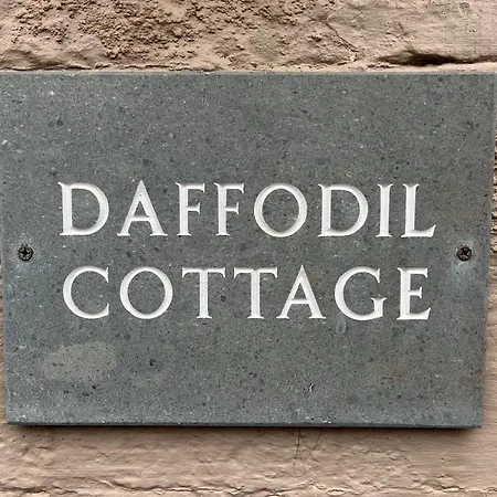 Daffodil *